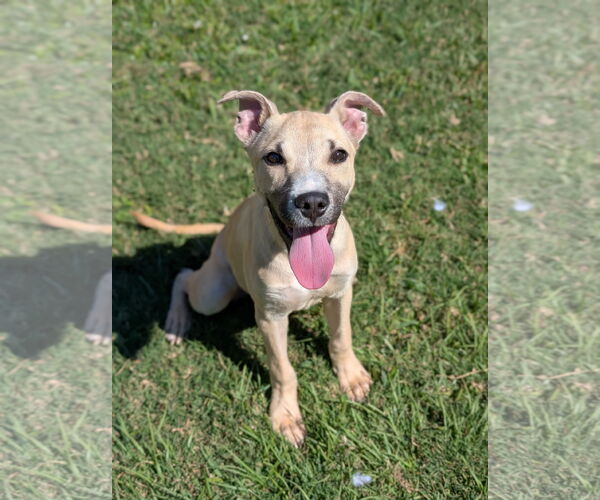 Medium Photo #1 Black Mouth Cur-Unknown Mix Puppy For Sale in Oakhurst, NJ, USA