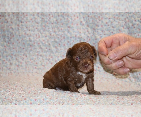 Medium Photo #3 Poodle (Toy) Puppy For Sale in DYERSBURG, TN, USA