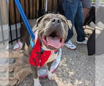 Small #1 American Pit Bull Terrier Mix