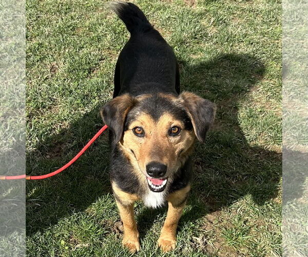 Medium Photo #3 Australian Shepherd-Beagle Mix Puppy For Sale in Batavia, OH, USA