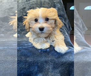 Havanese Puppy for sale in OXFORD, NJ, USA