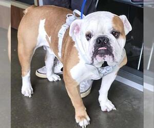 Bulldog Dogs for adoption in Houston, TX, USA