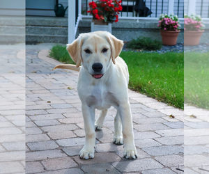 Golden Retriever Puppy for sale in SYRACUSE, IN, USA