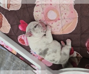 French Bulldog Puppy for sale in GLEN BURNIE, MD, USA