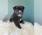 Small Photo #6 Pomsky Puppy For Sale in QUEEN CREEK, AZ, USA