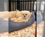 Small Photo #2 Maltese Puppy For Sale in CHANTILLY, VA, USA