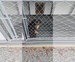 Small Photo #13 Mutt Puppy For Sale in Hinton, WV, USA