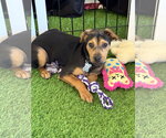 Small #1 Labrador Retriever Mix