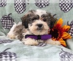Small Photo #18 Zuchon Puppy For Sale in LAKELAND, FL, USA