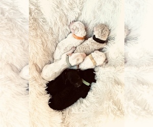 Goldendoodle-Poodle (Standard) Mix Puppy for sale in DAVISON, MI, USA