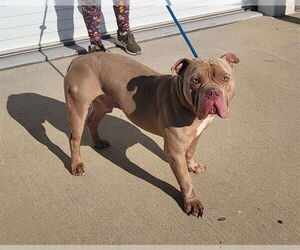 Bullypit Dogs for adoption in Louisville, KY, USA