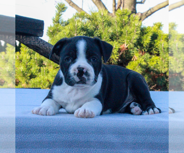 Medium Photo #1 Boston Terrier Puppy For Sale in GAP, PA, USA