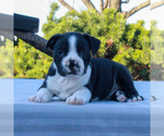 Small Photo #1 Boston Terrier Puppy For Sale in GAP, PA, USA