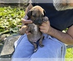 Small Photo #4 Rhodesian Ridgeback Puppy For Sale in WILMINGTON, NC, USA