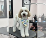 Small Photo #1 Goldendoodle Puppy For Sale in LOTHIAN, MD, USA