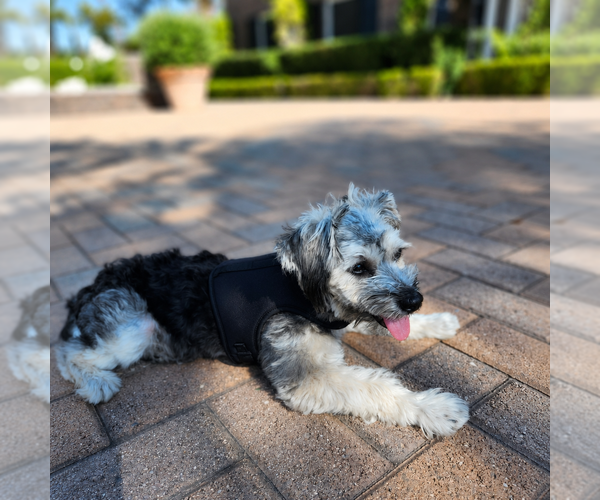 Medium Photo #1 Mutt Puppy For Sale in Menifee, CA, USA