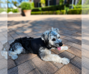 Mutt Dogs for adoption in Menifee, CA, USA