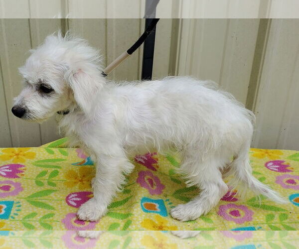 Medium Photo #3 Bichon Frise Puppy For Sale in Mountain View, MO, USA