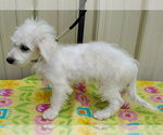 Small #2 Bichon Frise