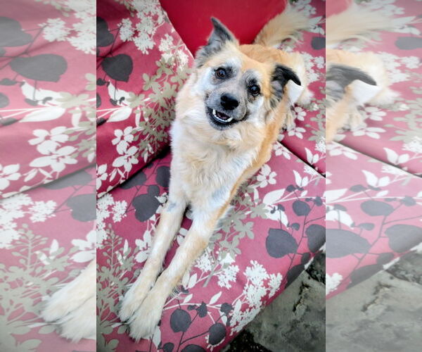 Medium Photo #2 Mutt Puppy For Sale in Sandy, UT, USA