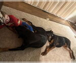 Small #3 Doberman Pinscher Mix