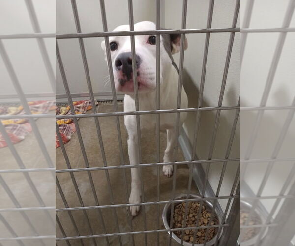 Medium Photo #2 American Staffordshire Terrier Puppy For Sale in Pierceton , IN, USA
