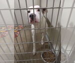 Small #1 American Staffordshire Terrier