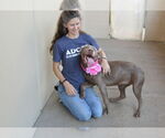 Small #1 American Pit Bull Terrier Mix