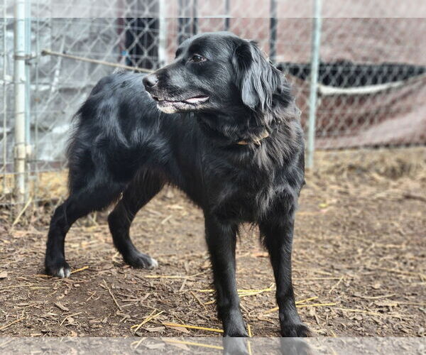 Medium Photo #3 Border Collie Puppy For Sale in Paso Robles, CA, USA