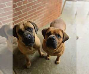 Bullmastiff Dogs for adoption in Bardstown, KY, USA