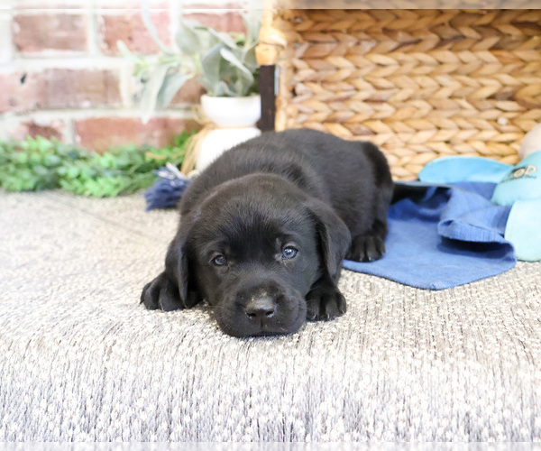 Medium Photo #1 Labrador Retriever Puppy For Sale in SYRACUSE, IN, USA