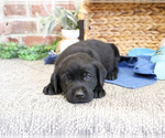Image preview for Ad Listing. Nickname: Stanley