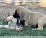 Small Photo #9 Kangal Dog Puppy For Sale in WACO, TX, USA