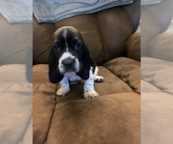 Medium Photo #2 Basset Hound Puppy For Sale in MONTREAL, MO, USA