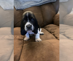 Small Photo #2 Basset Hound Puppy For Sale in MONTREAL, MO, USA