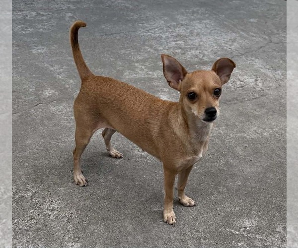Medium Photo #2 Rat-Cha Puppy For Sale in Princeton, MN, USA
