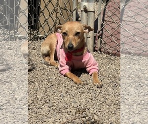 Chihuahua-Unknown Mix Dogs for adoption in Mukwonago, WI, USA