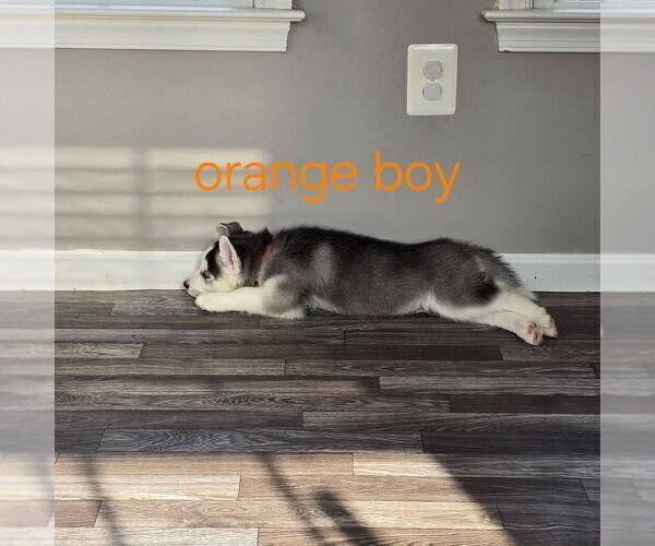 Medium Photo #24 Siberian Husky Puppy For Sale in KING GEORGE, VA, USA