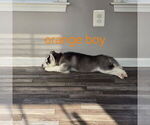 Small Photo #36 Siberian Husky Puppy For Sale in KING GEORGE, VA, USA