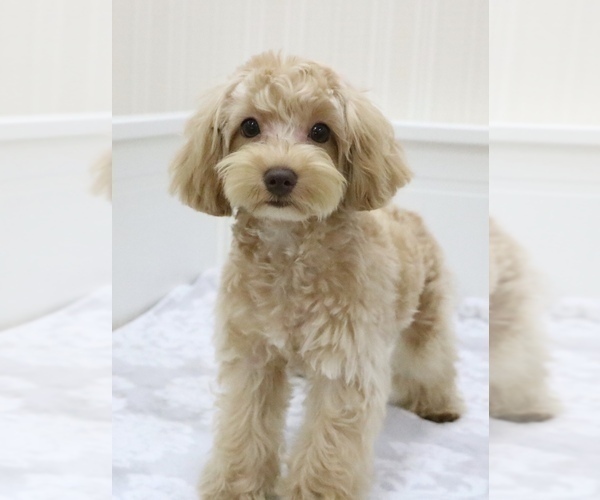 Medium Photo #1 Poodle (Toy) Puppy For Sale in HILO, HI, USA