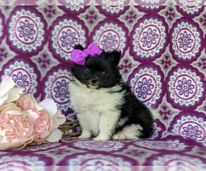 Pomeranian Puppy for sale in OXFORD, PA, USA