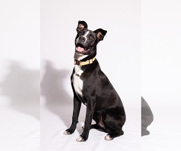 Medium Photo #2 American Pit Bull Terrier-Labrador Retriever Mix Puppy For Sale in Sandy, UT, USA