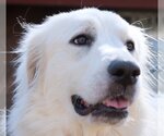 Small Photo #44 Great Pyrenees Puppy For Sale in Spring, TX, USA