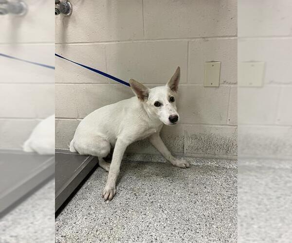 Medium Photo #1 German Shepherd Dog-Unknown Mix Puppy For Sale in Conroe, TX, USA