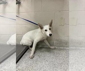 German Shepherd Dog-Unknown Mix Dogs for adoption in Conroe, TX, USA