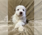 Small Photo #5 Australian Shepherd Puppy For Sale in EUSTIS, FL, USA