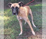 Small #3 Boxer Mix