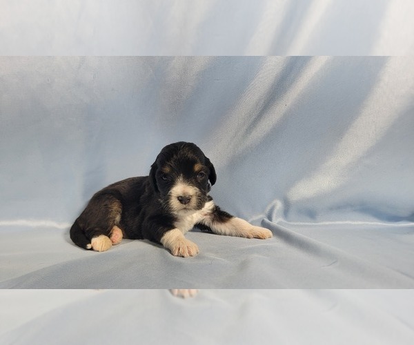 Medium Photo #22 Bernedoodle (Miniature) Puppy For Sale in BLACK FOREST, CO, USA