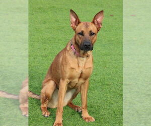 Mutt Dogs for adoption in Fairfax, VA, USA