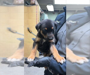 Rottweiler Dogs for adoption in Stockton, CA, USA